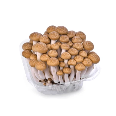 ShimejiBrown 1019961535 image